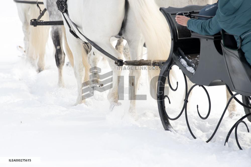 National Stud Kladruby nad Labem, Old Kladruber white horse, sleigh
