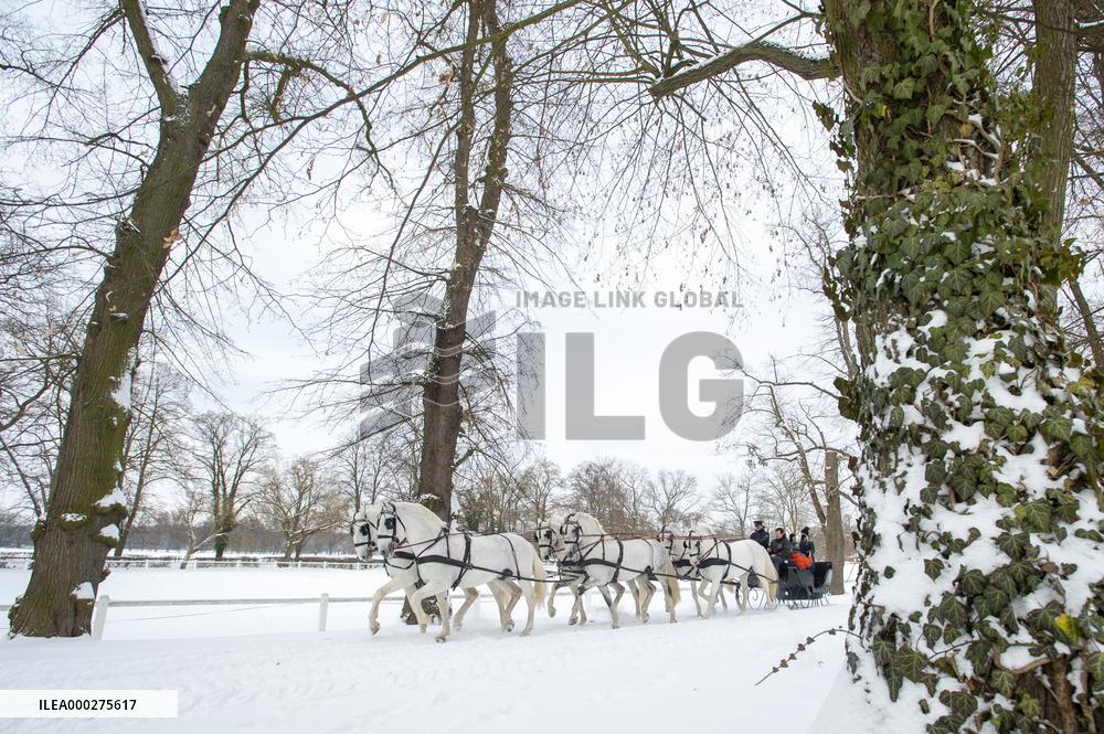 National Stud Kladruby nad Labem, Old Kladruber white horse, sleigh