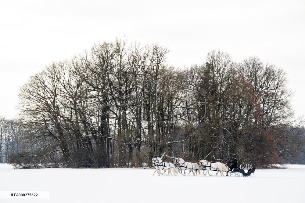 National Stud Kladruby nad Labem, Old Kladruber white horse, sleigh
