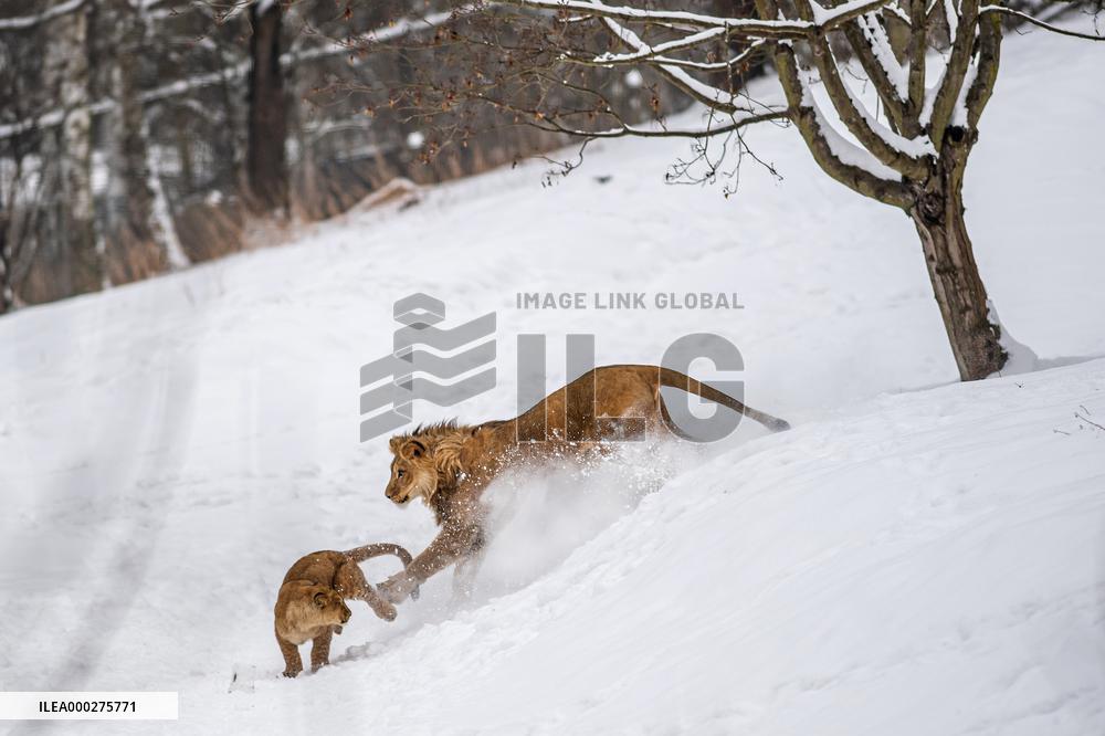 Barbary lions, Panthera Leo Leo, Safari Park Dvur Kralove nad Labem, weather, snow