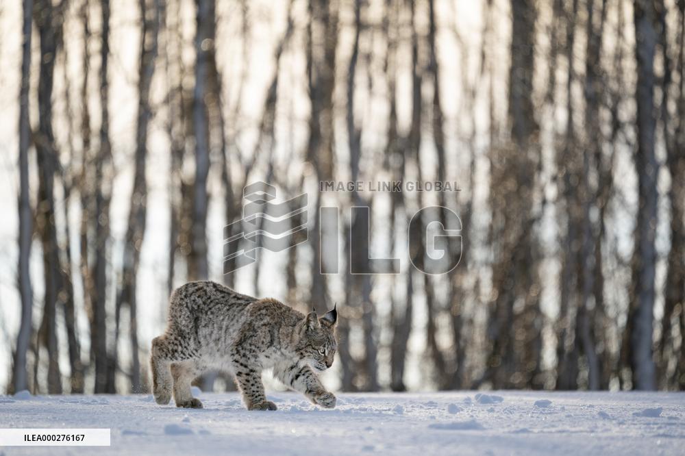 Eurasian wild cat, Lynx lynx