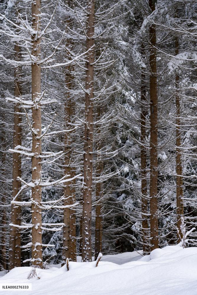 romantic forest in winter time with snow