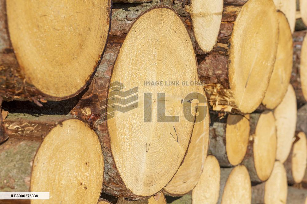 Nature, wood, logs, industry, snow