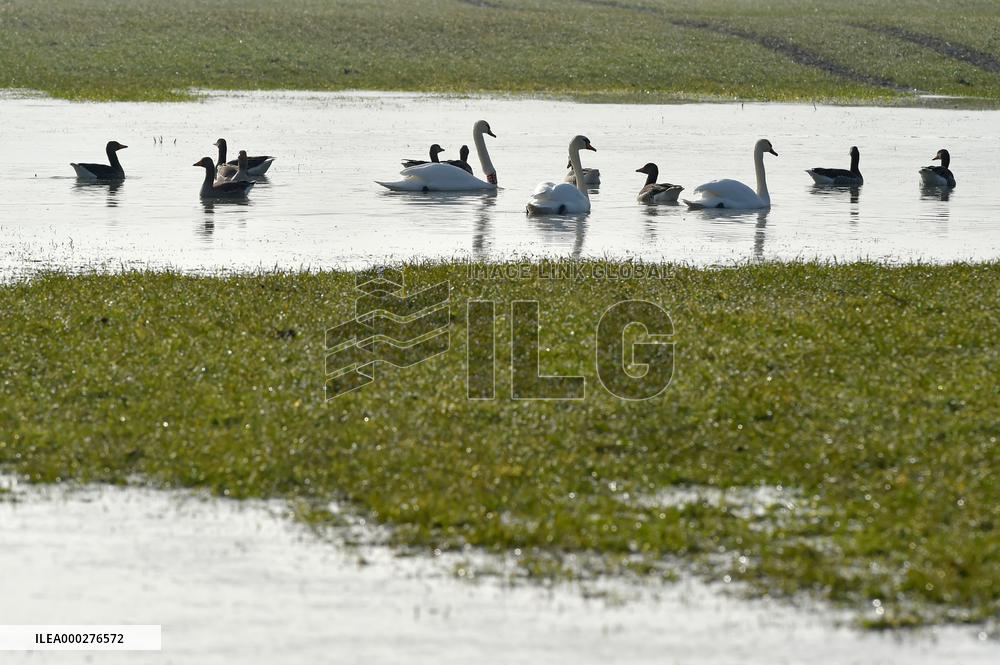 field, water, water birds, waterbirds