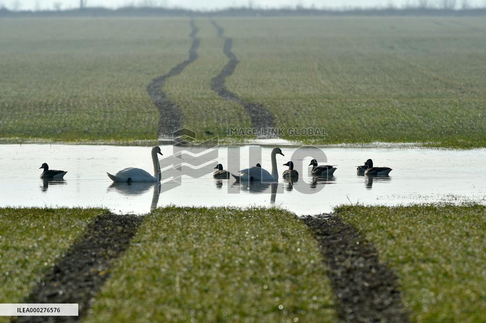 field, water, water birds, waterbirds