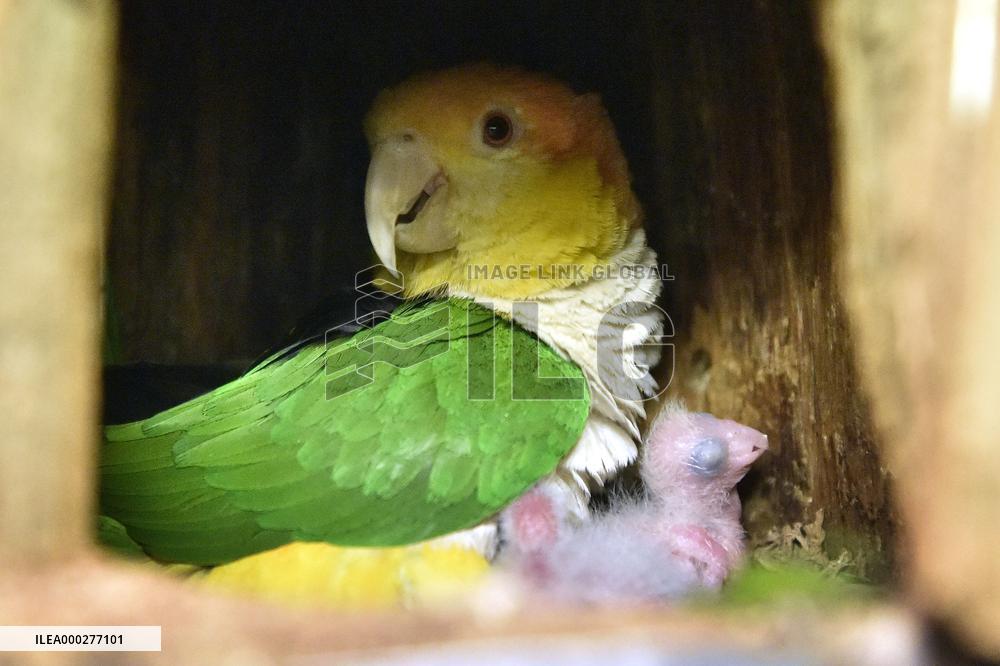 White-bellied Parrot, Pionites leucogaster, Parrot zoo
