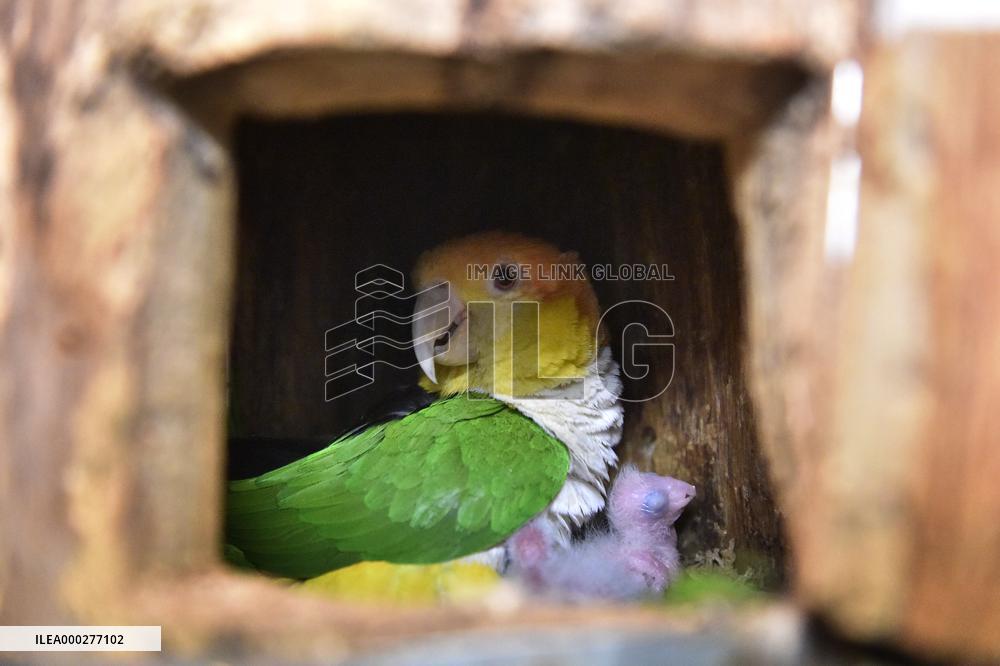 White-bellied Parrot, Pionites leucogaster, Parrot zoo