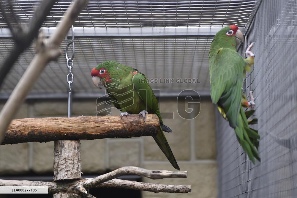 Mitred Parakeet, Psittacara mitratus, Parrot zoo