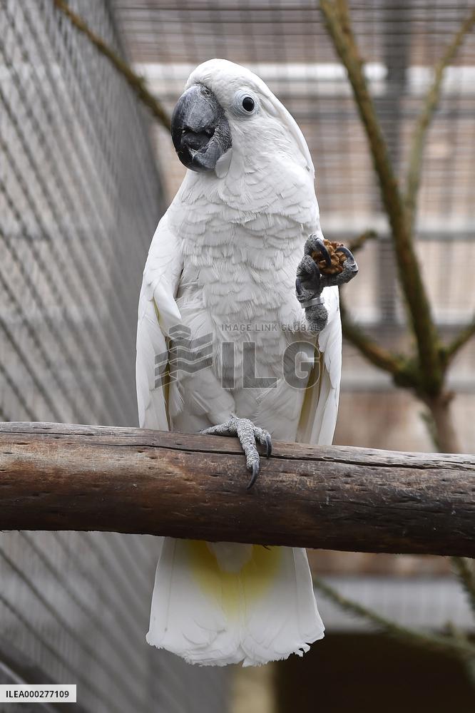 White Cockatoo, Cacatua alba, Parrot zoo