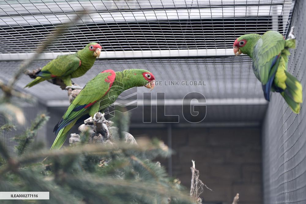Red-spectacled Parrot, Amazona pretrei, Parrot zoo