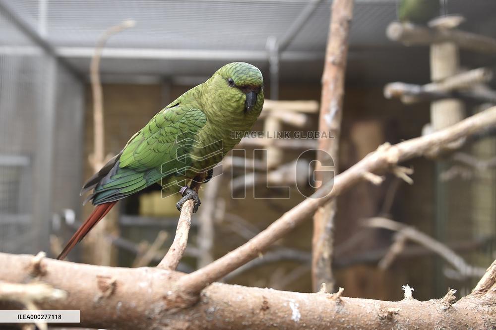 Austral Parakeet, Enicognathus ferrugineus, Parrot zoo