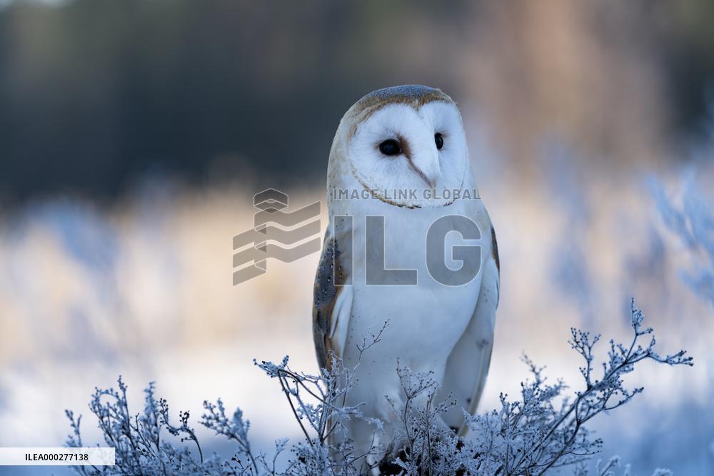 barn owl (Tyto alba) at morning in winter time. This owl is as a pet.