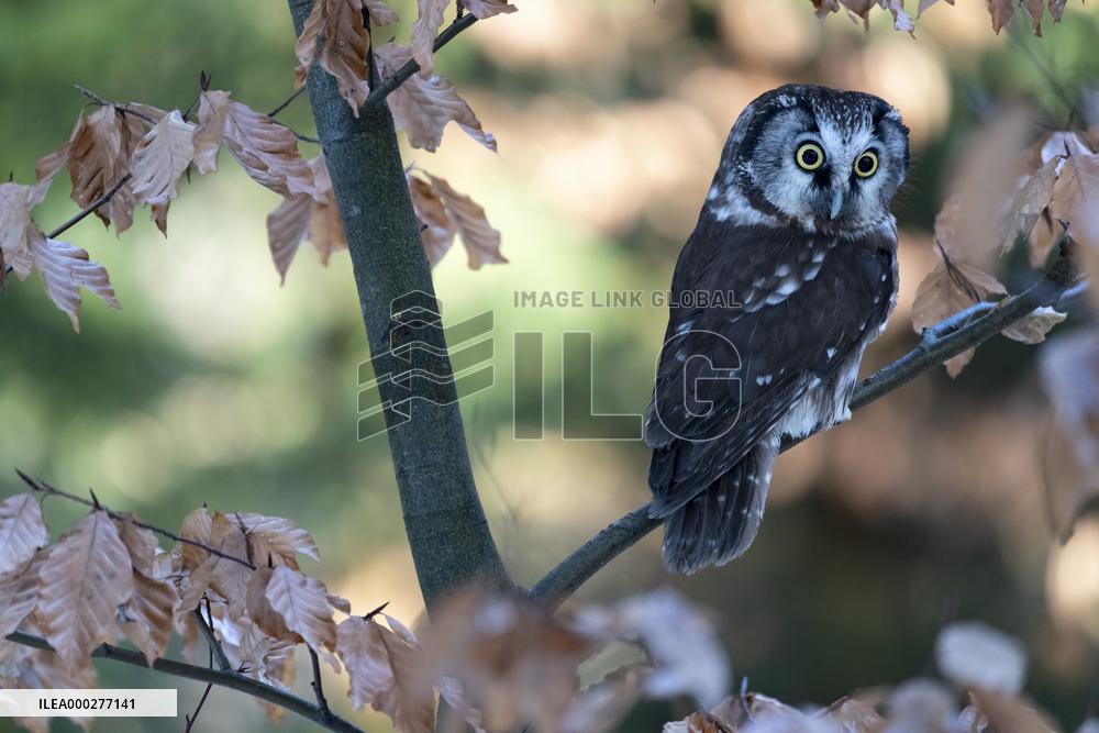 boreal owl (Aegolius funereus) on tree in forest, this owl is as a pet.