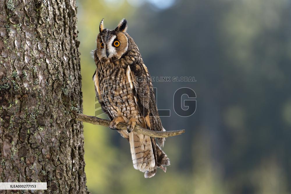 long-eared owl (Asio otus) on tree in forest, this owl is as a pet