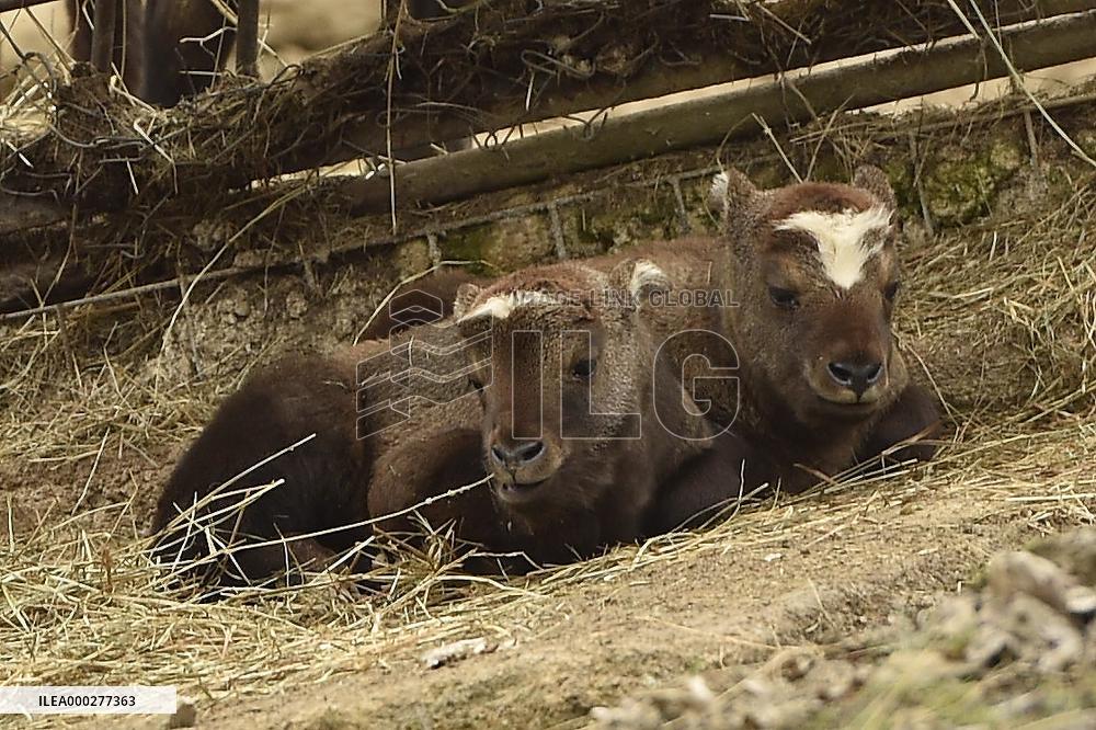 mishmi takin (Budorcas taxicolor taxicolor), goat-antelope
