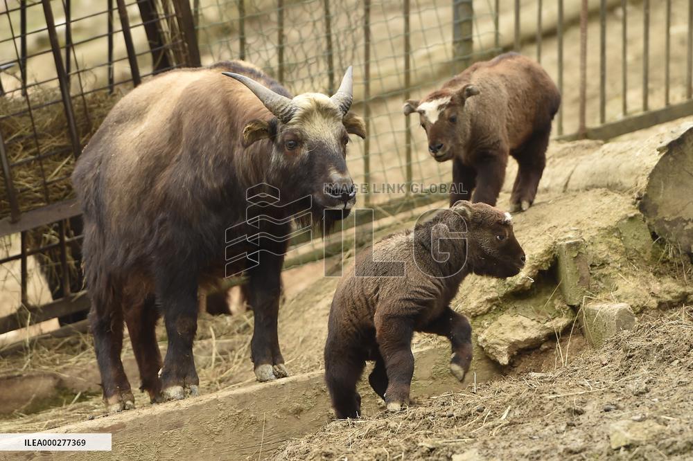 mishmi takin (Budorcas taxicolor taxicolor), goat-antelope