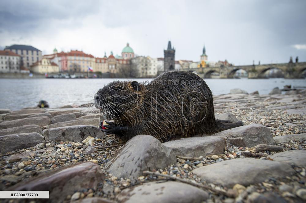 Coypu, nutria, Charles bridge, Vltava river
