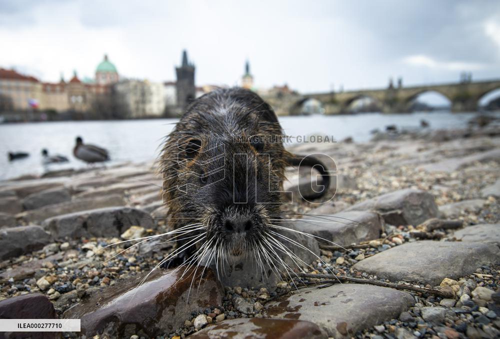 Coypu, nutria, Charles bridge, Vltava river