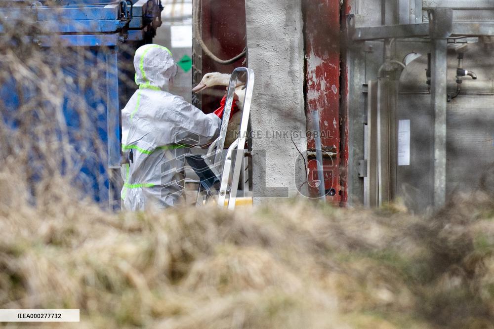 bird flu, poultry, culled by the veterinarians