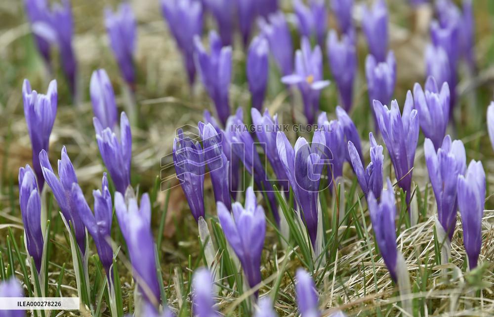 Crocuses (Crocus albiflorus)