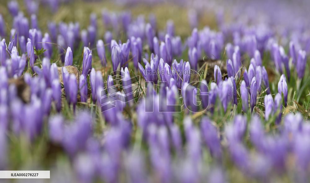 Crocuses (Crocus albiflorus)