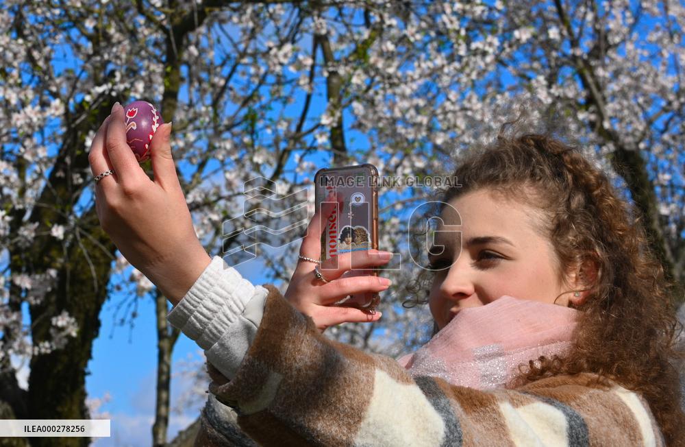 spring, almond orchard