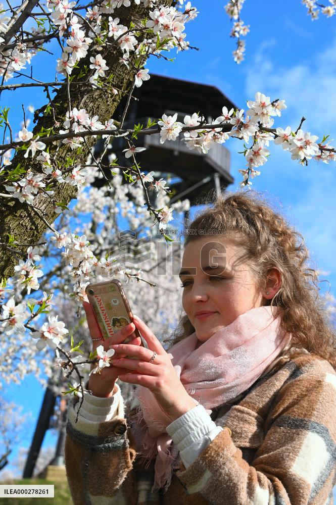 spring, almond orchard