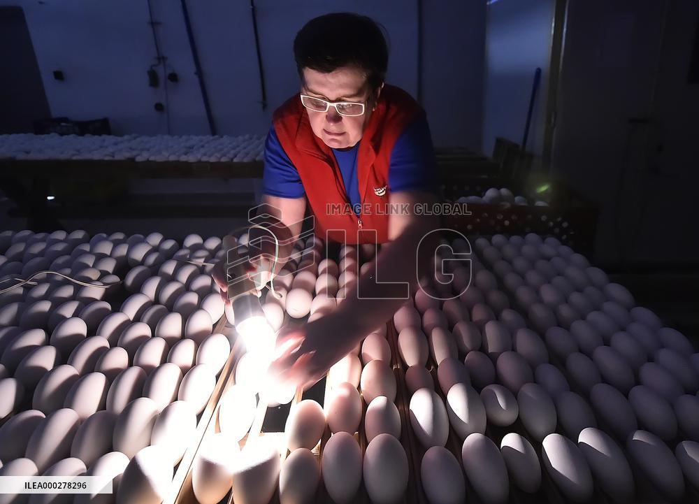Goose farm, domestic Goose, Anser anser f. domesticus