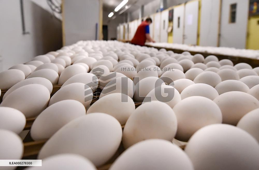 Goose farm, domestic Goose, Anser anser f. domesticus