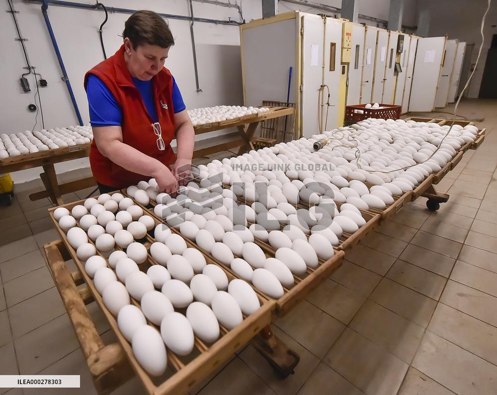 Goose farm, domestic Goose, Anser anser f. domesticus