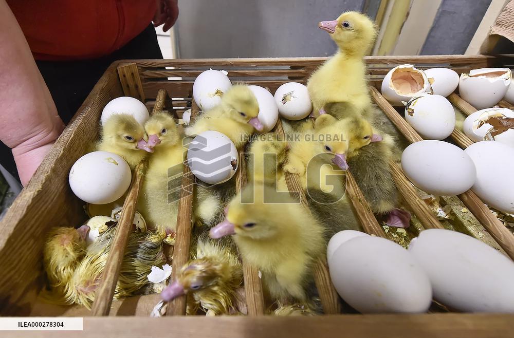 Goose farm, domestic Goose, Anser anser f. domesticus