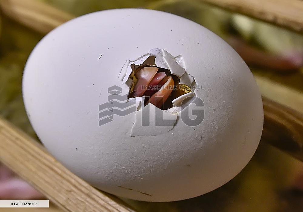 Goose farm, domestic Goose, Anser anser f. domesticus