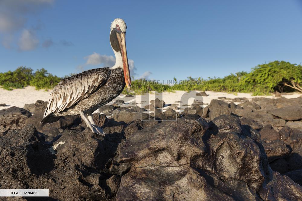 Brown pelican at the beach of San Cristobal island of Galapagos.