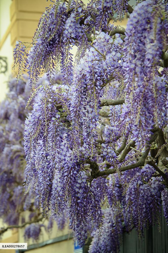 wisteria, blue rain, wistaria, creeper, purple flowers