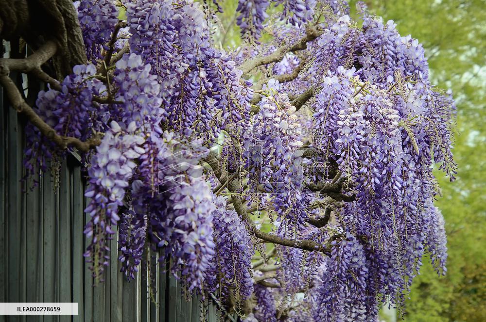 wisteria, blue rain, wistaria, creeper, purple flowers