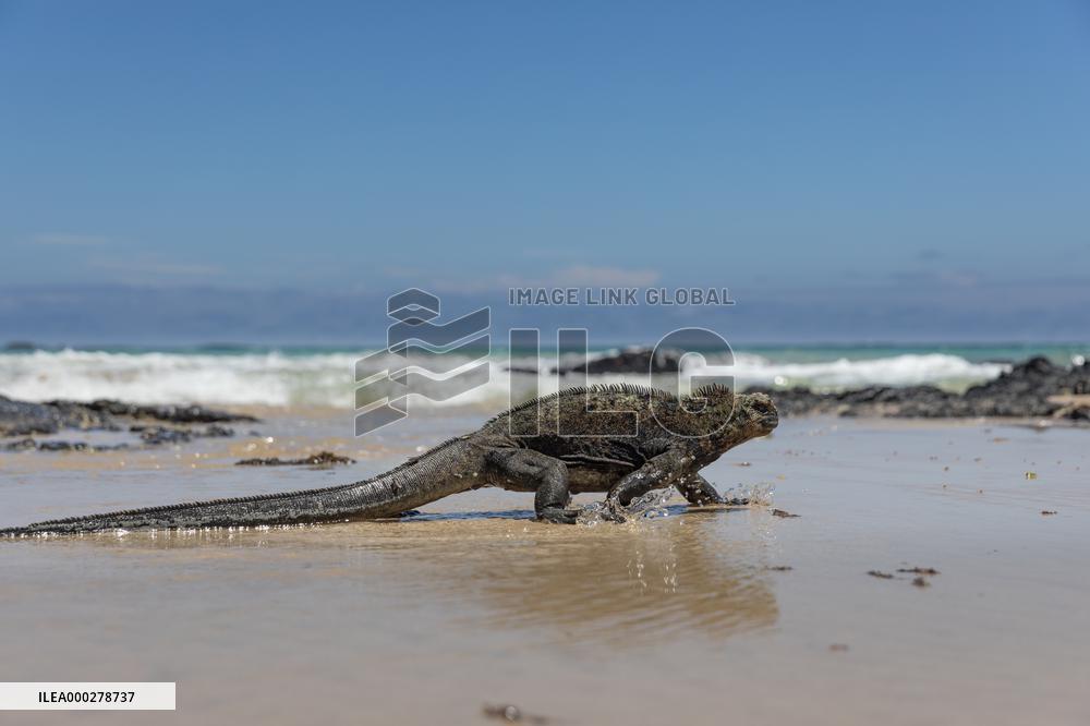 Galapagos marine iguana. One of the endemit on islands. It looks like monster. Isabela island
