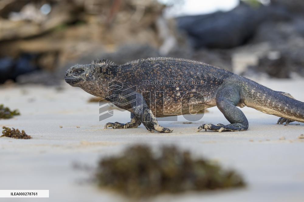 Galapagos marine iguana. One of the endemit on islands. It looks like monster. Isabela island