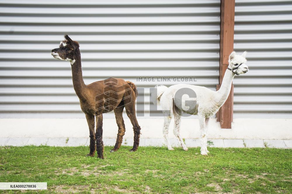 cropped Alpaca, Lama guanicoe pacos