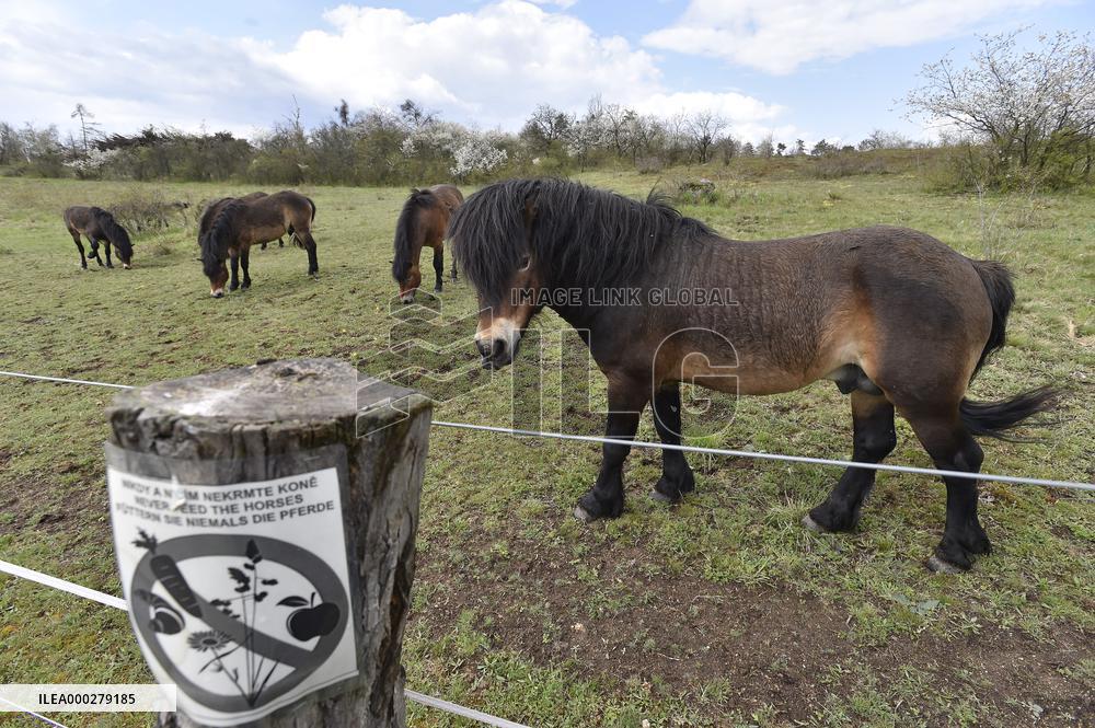 Exmoor Pony, Exmoor-Pony, wild horse