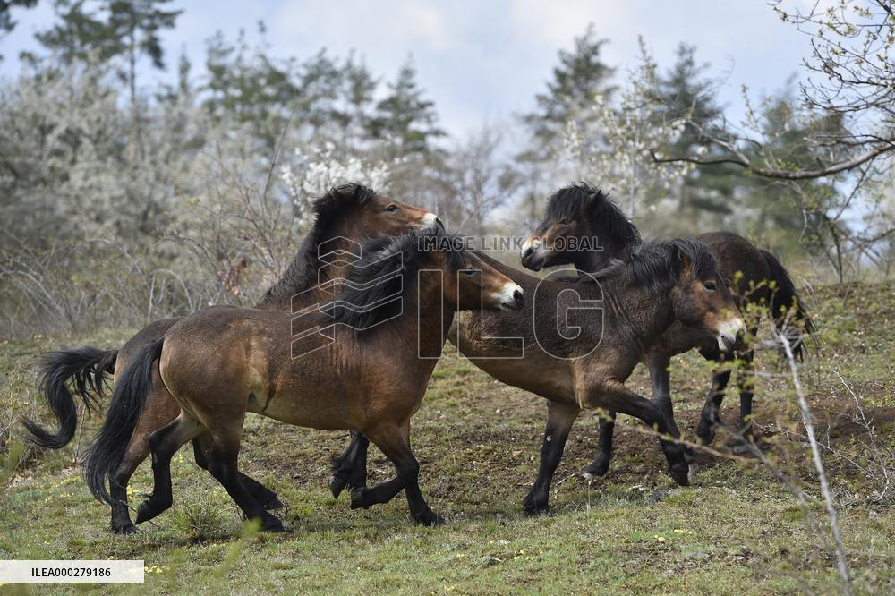 Exmoor Pony, Exmoor-Pony, wild horse