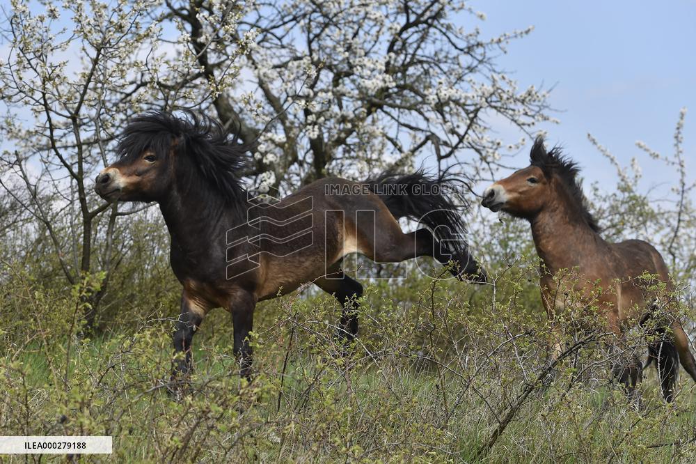 Exmoor Pony, Exmoor-Pony, wild horse