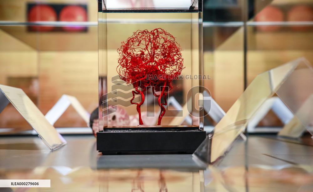 THE HUMAN BODY EXHIBITION, Body Worlds