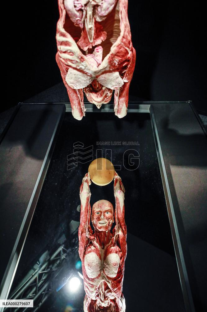 THE HUMAN BODY EXHIBITION, Body Worlds