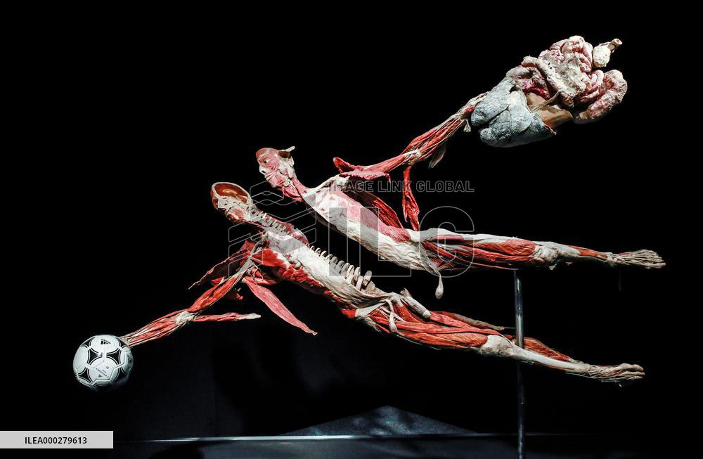 THE HUMAN BODY EXHIBITION, Body Worlds