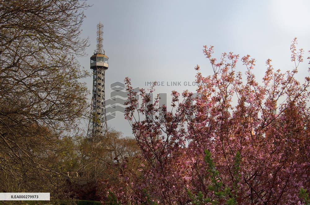Petrin, Petrin lookout tower, spring, flowers