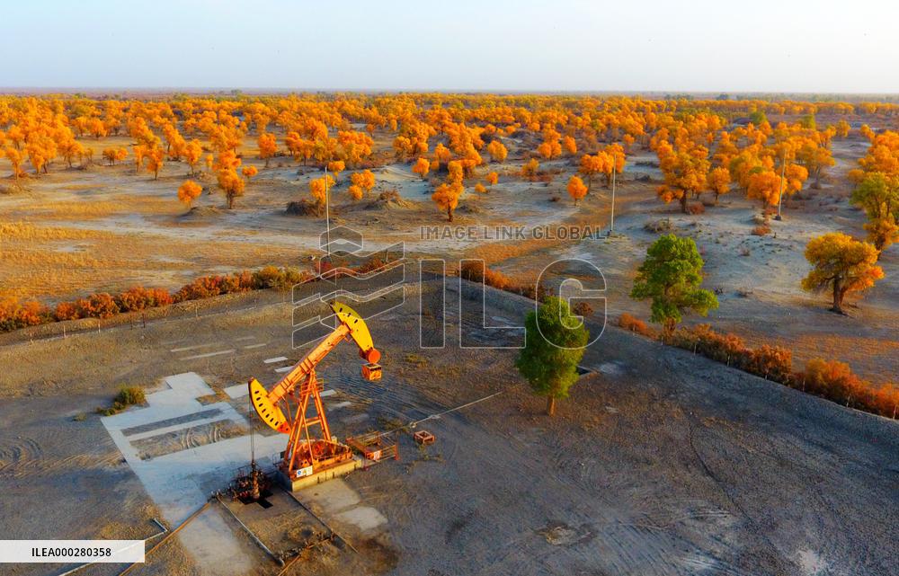 Tahe Oilfield in Autumn