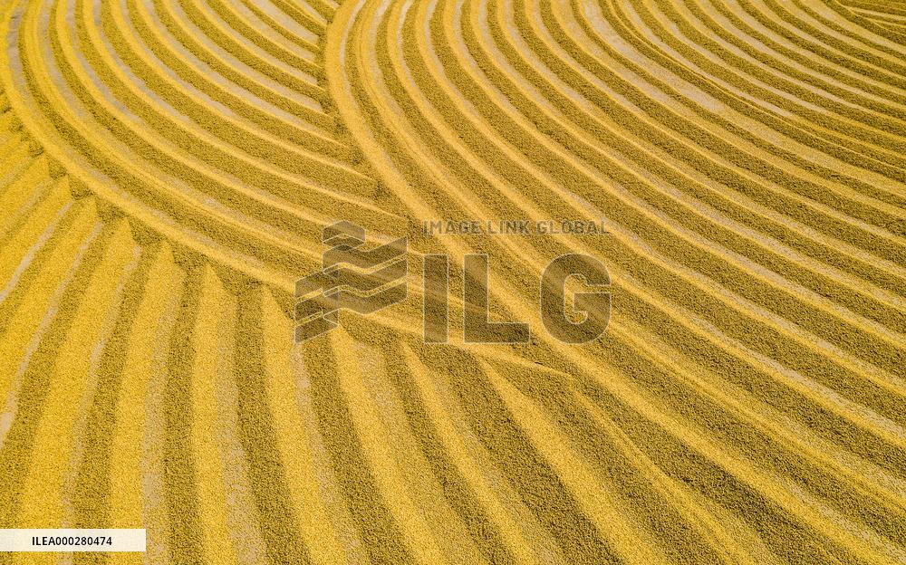 Rice Harvest in China