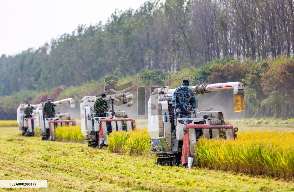 The Rce Hrvest In Haian City