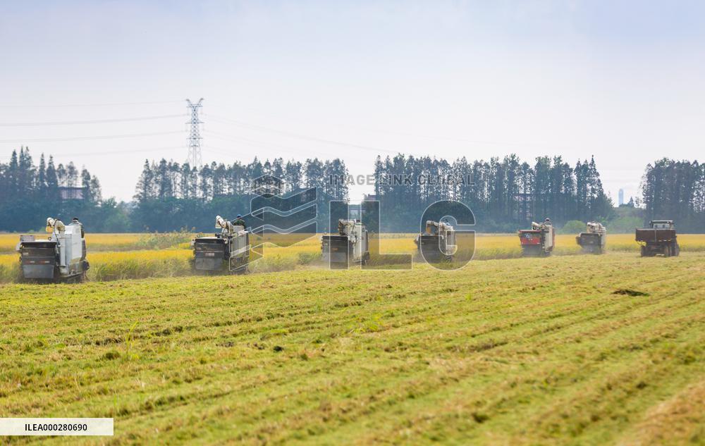 The Rce Hrvest In Haian City