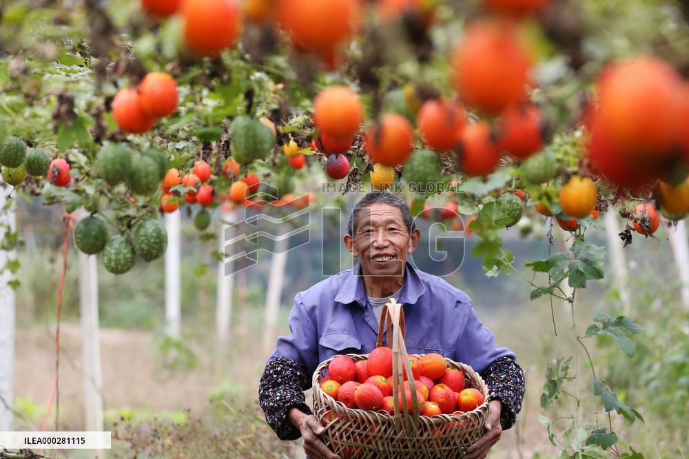 Poverty Alleviation In Chongqing